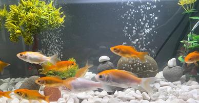 Pesci Rossi di circa 3-5 cm