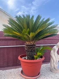 2 cycas