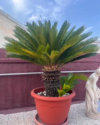 2 cycas