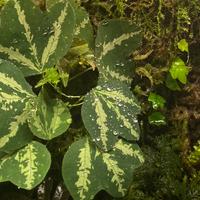 Talee di Passiflora trifasciata
