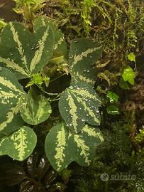 Talee di Passiflora trifasciata