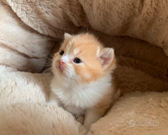 British Shorthair cucciolo
