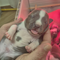 Amstaff cuccioli - disponibili dal 10 aprile