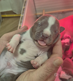 Amstaff cuccioli - disponibili dal 10 aprile