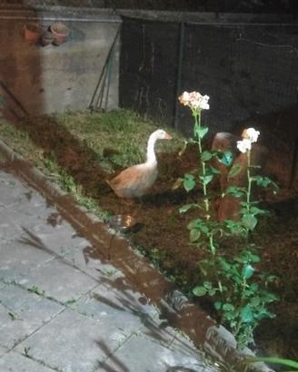 Oca Romagnola femmina per Reginaldo