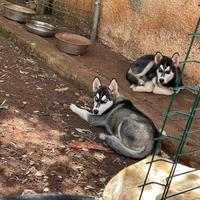 Cucciole di Husky siberiane