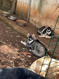 Cucciole di Husky siberiane