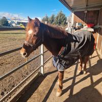 Pony Femmina 19 anni 130 cm zona Torino