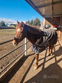 Pony Femmina 19 anni 130 cm zona Torino