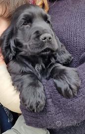 Cuccioli di cocker con pedigree