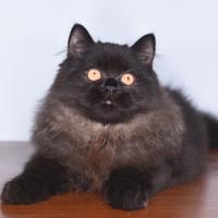 Maschio British longhair