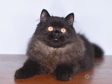 Maschio British longhair