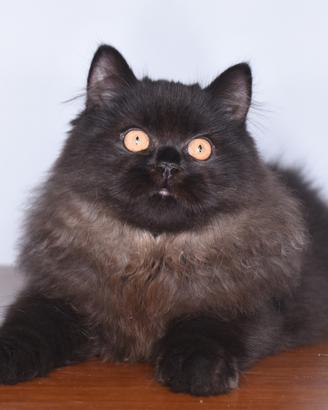 Maschio British longhair