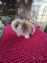 Coniglietto ariete nano