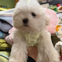 Maltese coreano maschio