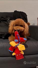 Barboncino nano disponibile per monta