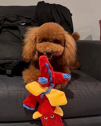 Barboncino nano disponibile per monta