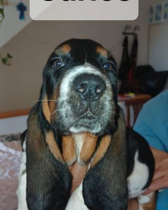 Cuccioli bassethound