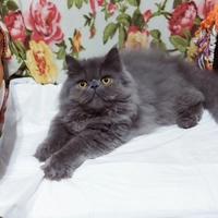 Cucciolo Maschio di Persiano