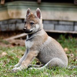 Cuccioli di cane lupo cecoslovacco