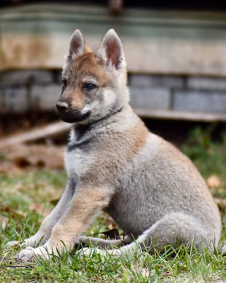 Cuccioli di cane lupo cecoslovacco
