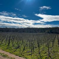 Vigneto di 1.5 ettari