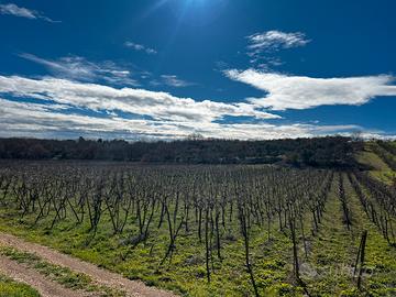 Vigneto di 1.5 ettari