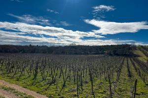 Vigneto di 1.5 ettari