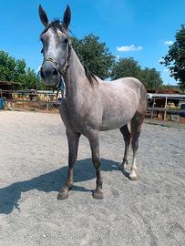 Cavalla