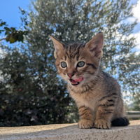 Gattini