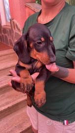 Bassotti nero focati