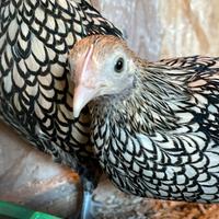 Galline ornamentali sebreghit