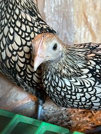 Galline ornamentali sebreghit