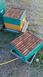 Famiglie e nuclei di api