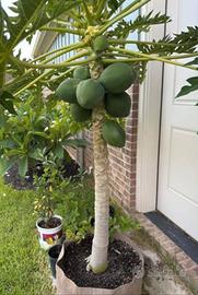 Pianta di Papaya Carica Nana