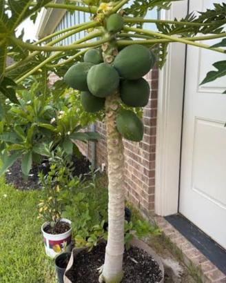 Pianta di Papaya Carica Nana
