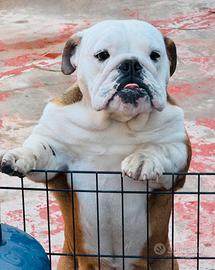 Bulldog inglese con Pedigree ENCI