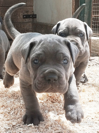 Disponiamo di eccezionali cuccioli di cane corso