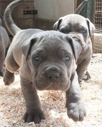 Disponiamo di eccezionali cuccioli di cane corso