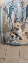 Disponibili cuccioli di Ragdool