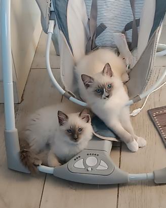 Disponibili cuccioli di Ragdool