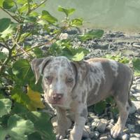 American bully xl tricolor merle