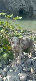 American bully xl tricolor merle