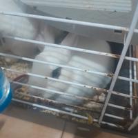 Coppia conigli c.a.m.b.i.o anche leggi