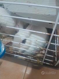 Coppia conigli c.a.m.b.i.o anche leggi