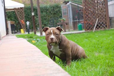 American Bully Pocket