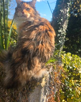 Maschio di maine coon