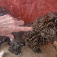 Barboncina figlia tea cup di 3 generazione