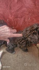 Barboncina figlia tea cup di 3 generazione