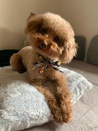 Borboncino toy per monta